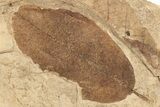 Fossil Leaf Plate - McAbee, BC #253985-1